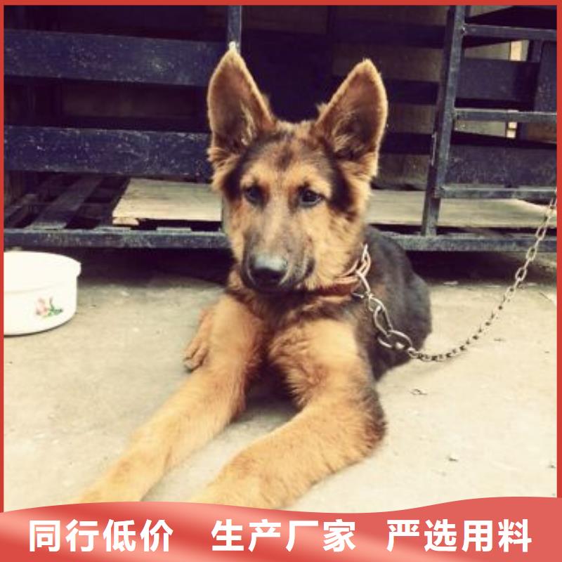 德国牧羊犬罗威纳犬从源头保证品质