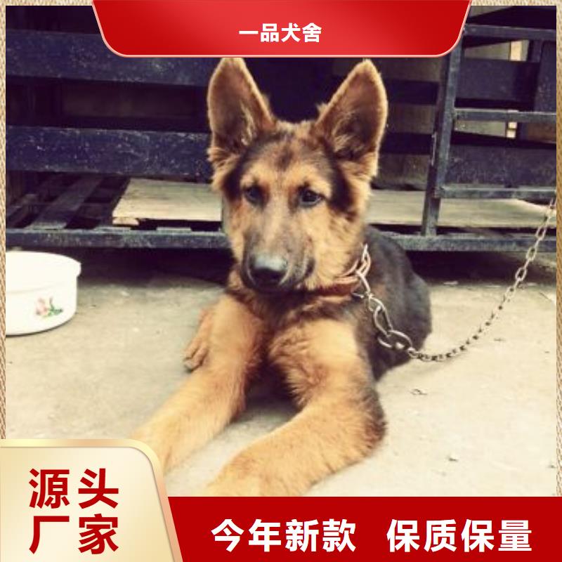 德国牧羊犬-杜高犬实力见证
